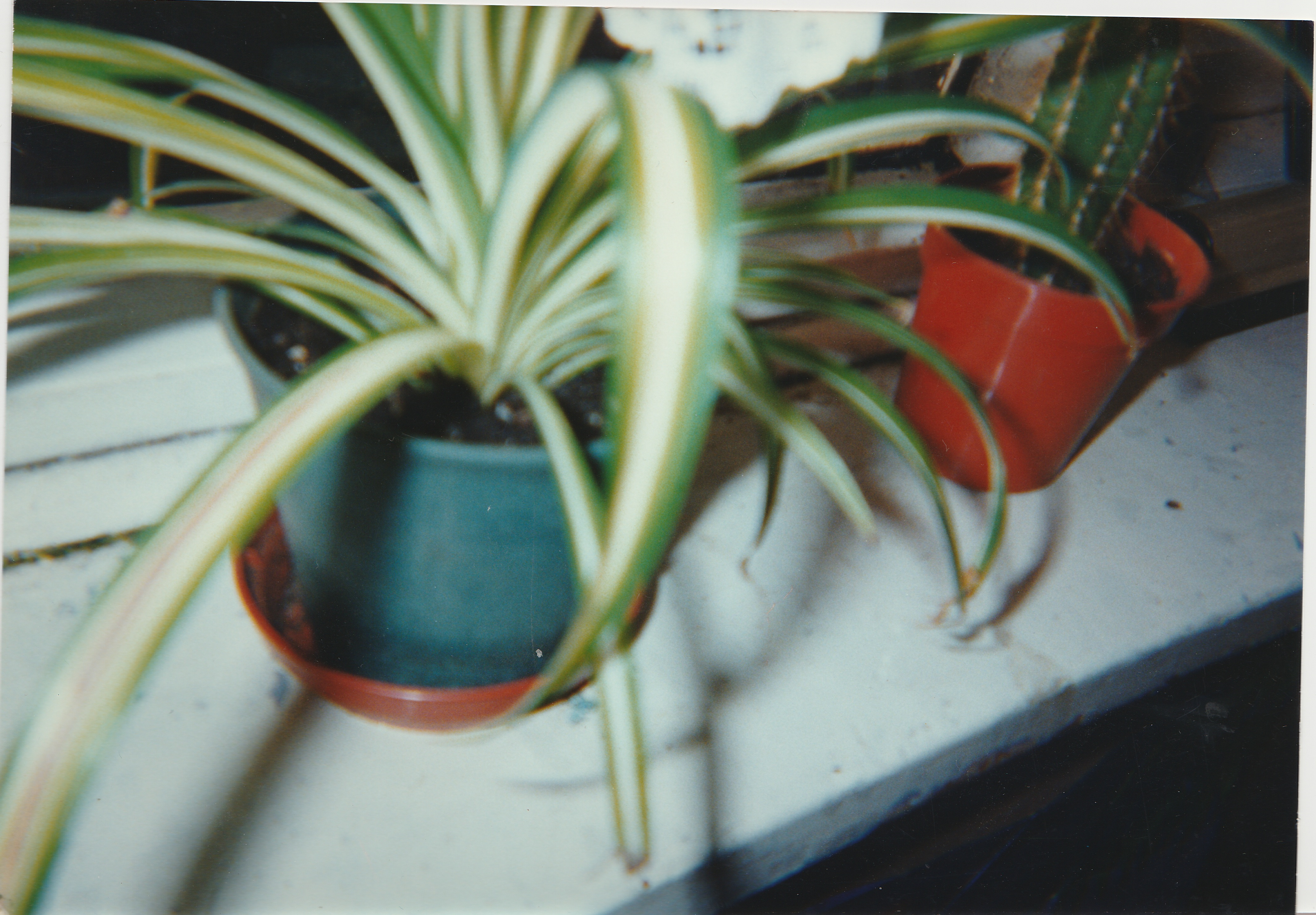 spider plant and cactus