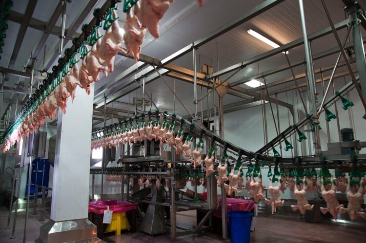 moy park chicken factory